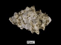 藏品(長拳螺)的圖片